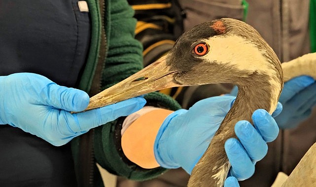 Göç yolunda yaralandı! Ormanya’da sağlığına kavuşacak