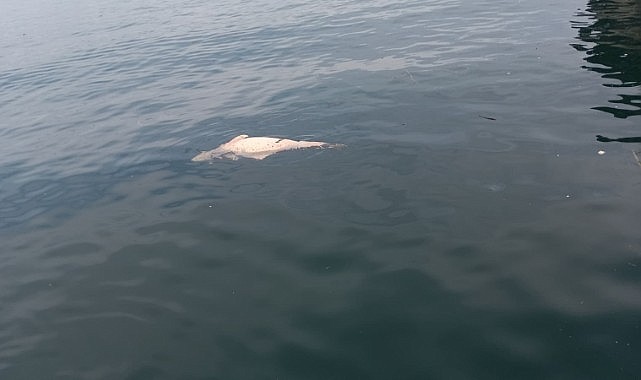 Karamürsel'de kıyıya sürüklenen ölü yunus görüntülendi