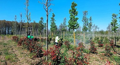 Büyükşehir, yeşilin geleceğini güvenceye alıyor!