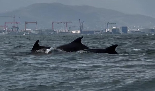 Çamur gitti! Yunuslar geldi
