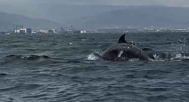 Çamur gitti! Yunuslar geldi