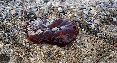 Denizde bu türü görürseniz sakın yaklaşmayın