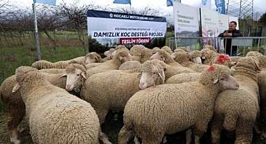 Hibeli 392 damızlık koç üreticiye dağıtıldı