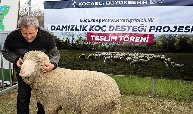 Hibeli 392 damızlık koç üreticiye dağıtıldı