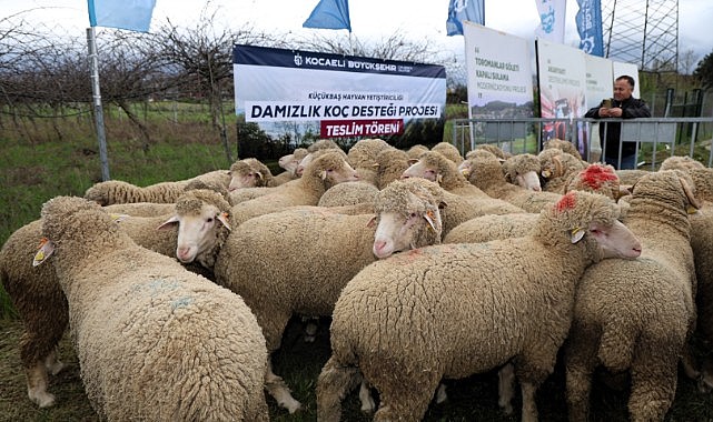 Hibeli 392 damızlık koç üreticiye dağıtıldı