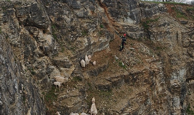 Kayalıkta kalan sürüyü itfaiye kurtardı