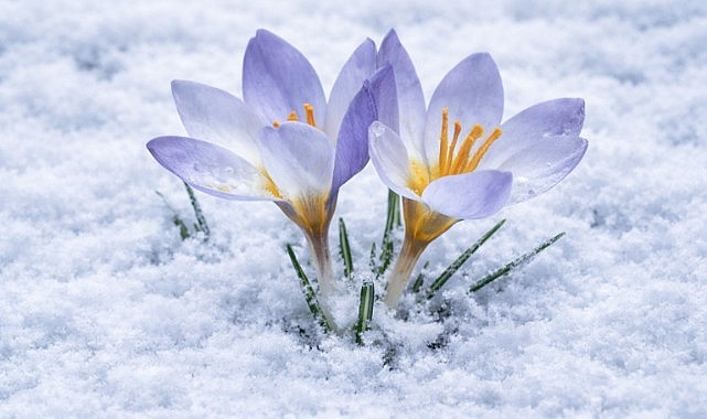 Keltepe Çiğdemi objektiflere yansıdı