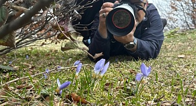 Keltepe Çiğdemi objektiflere yansıdı