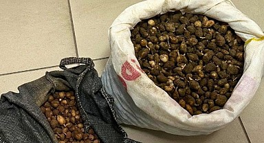 Nesli tükenmekte olan orkideleri izinsiz söktüler!