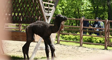 Ormanya’nın yeni üyesine isim aranıyor