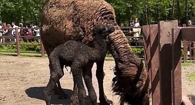 Ormanya’nın yeni üyesine kutlama yapıldı