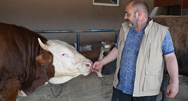 1 ton 300 kiloluk Gravyer, heybetiyle dikkat çekti!