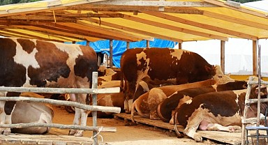 Gebze’de 30 bin büyükbaş, 18 bin küçükbaş hazır!