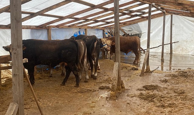 Kurban pazarını su bastı! Hayvanlar tahliye edildi