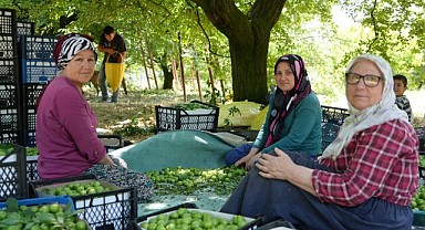 Eşme eriği üreticisinin yüzü yüksek rekolteyle gülüyor