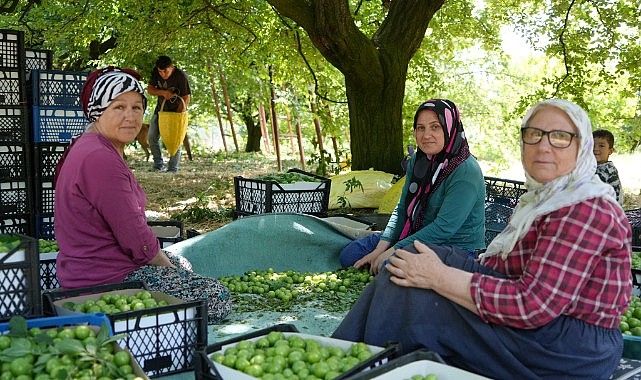 Eşme eriği üreticisinin yüzü yüksek rekolteyle gülüyor