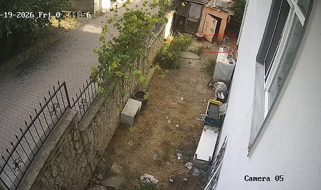 Hırsız karga kameraya yakalandı!