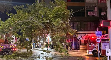 Tramvay hattına düşen dal seferleri aksattı