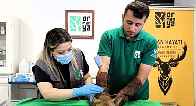 Yavru tilki Ormanya’da şifa buluyor
