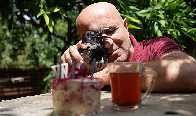Rize çayı içen gurme kargaya özel doğum günü partisi yaptı