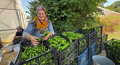 Sera desteği üretime güç kattı!