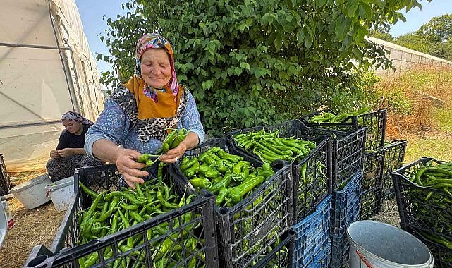 Sera desteği üretime güç kattı!