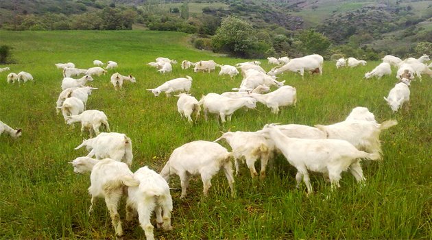 Kocaeli’de hayvancılık sektörü çağ atlıyor