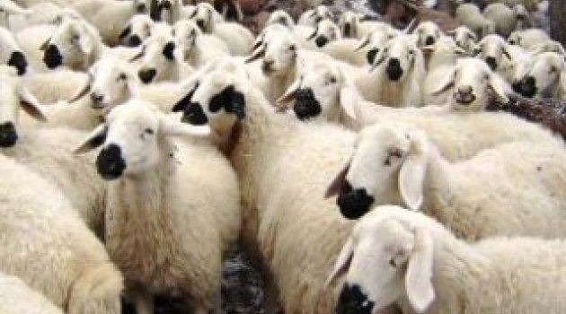 Kurban fiyatları açıklandı