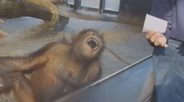 Sihir numarası orangutana kahkaha attırdı