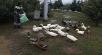 Fuardaki ördekler aç kalmıyor