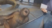 Sihir numarası orangutana kahkaha attırdı