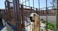 Bakımevi ziyarete açık